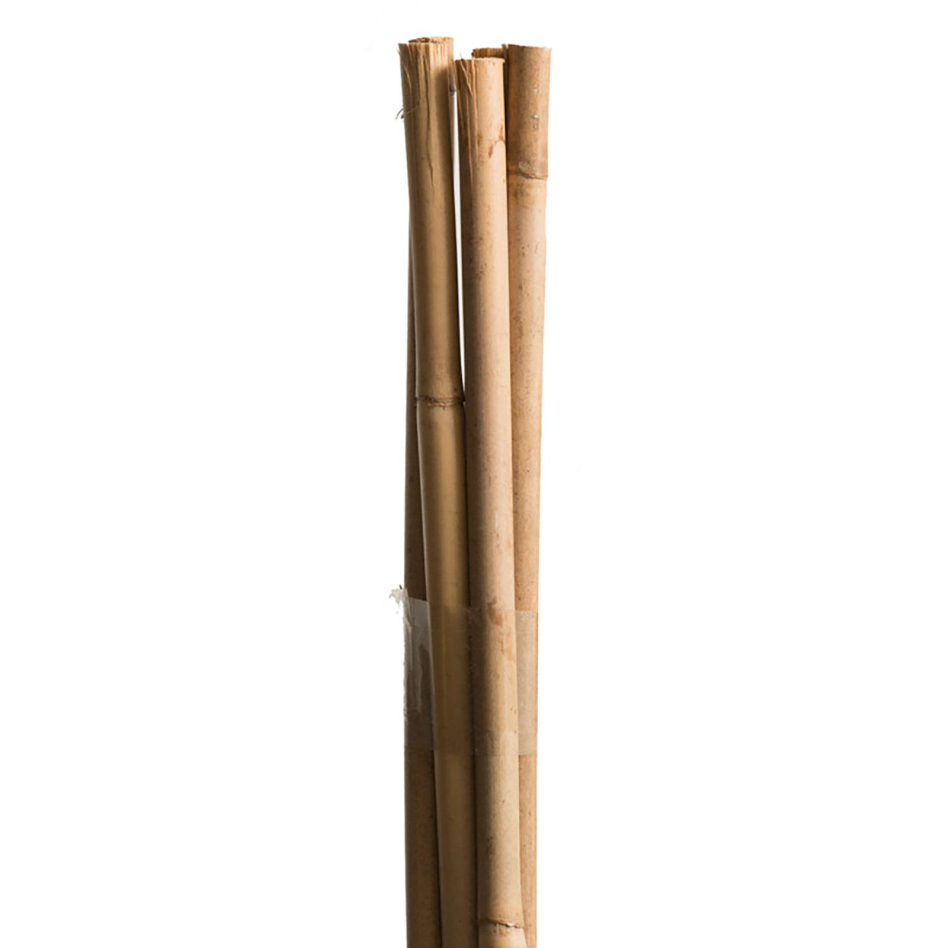 Windhager Tonkinstäbe Pflanzstab Bambus, 60 cm