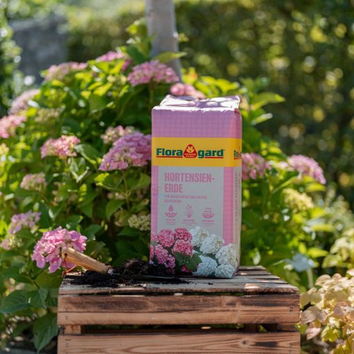 Floragard Hortensienerde rosa/weiß Blumenerde 2