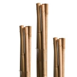 Windhager Tonkinstäbe Pflanzstab Bambus 3