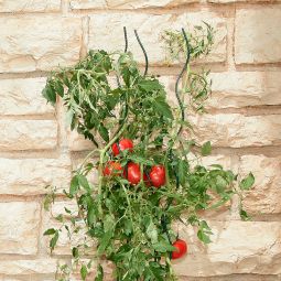 Windhager Tomaten-Spiralstab 180 cm grün 3