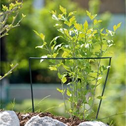 Windhager Staudenstütze Pflanzenstütze 4