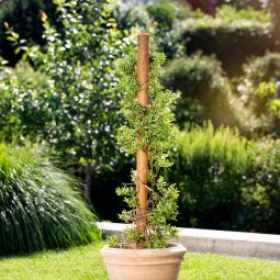 Windhager Kokos-Pflanzstab verlängerbar 3