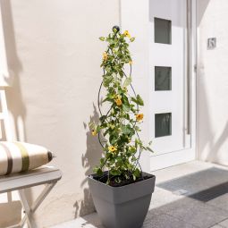 Windhager Rankhilfe Obelisk TWIST 100 3