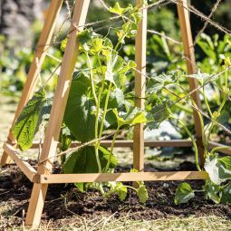 Windhager Holz-Rankhilfe Tipi 75x75x145 cm 6