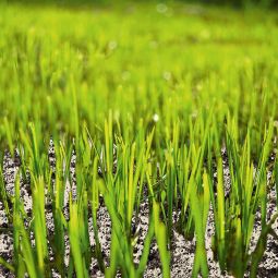 Floragard Rasensand 4