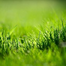 Floragard Rasenerde 4