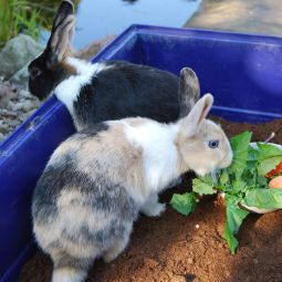 Floragard Floratorf 3