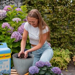 Floragard Hortensienerde blau Blumenerde 4