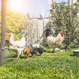 Windhager Drahtgitter Volierendraht verzinkt 3