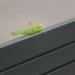 TraumGarten Gartenzaun SYSTEM Rhombus anthrazit 7