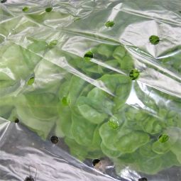 NOOR Frühbeetfolie gelocht 100% PE mit einer Stärke von 20 mµ, sorgt für ein ausgeglichenes Mikroklima, 1,5x10 m