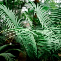 Floragard Aktiv Grünpflanzen- und Palmenerde 4