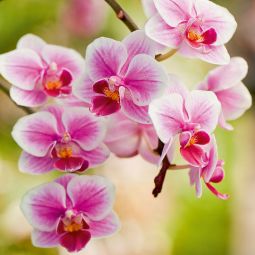 Floragard Orchideenerde ohne Torf 4