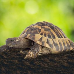 Floragard Schildkröten-Substrat 3