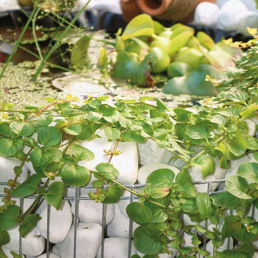 bellissa Gabionen Hochteich Gartenteich BENZ24