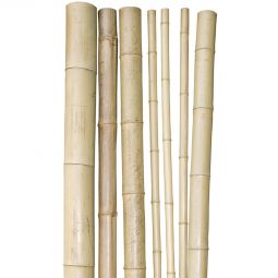 Windhager Bambus-Pflanzstab 250x4,5-6 cm Starker Bambusstab zur Pflanzenstütze im Garten