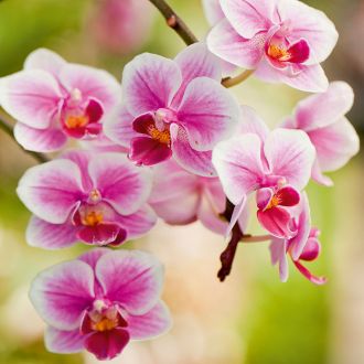 Floragard-Orchideenerde-ohne-Torf-1