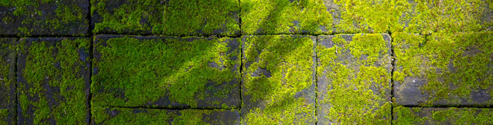 Algen von Betonpflastersteinen entfernen